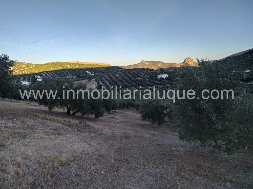 OLIVAR EN VENTA ZONA FUENTE REINA OLIVAR EN VENTA ZONA FUENTE REINA