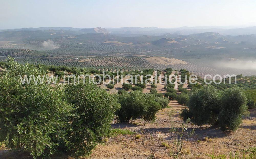 OLIVAR EN VENTA ZONA DE LOS MONTES OLIVAR EN VENTA ZONA DE LOS MONTES