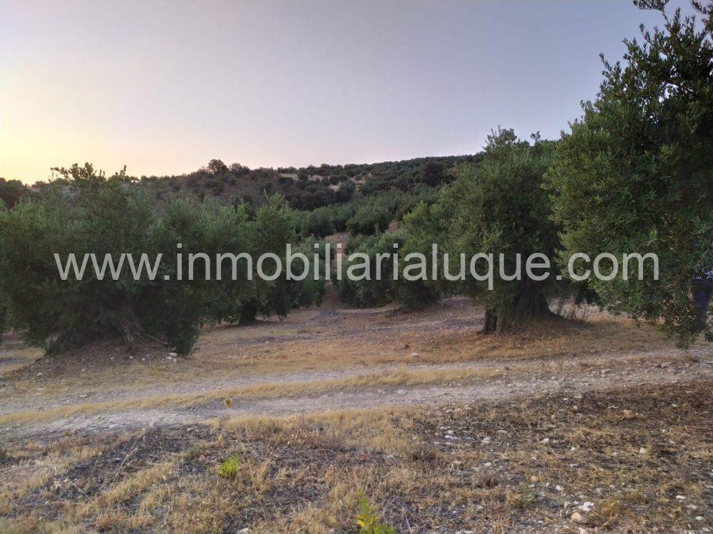 OLIVAR EN VENTA ZONA QUEJIGAL OLIVAR EN VENTA ZONA QUEJIGAL