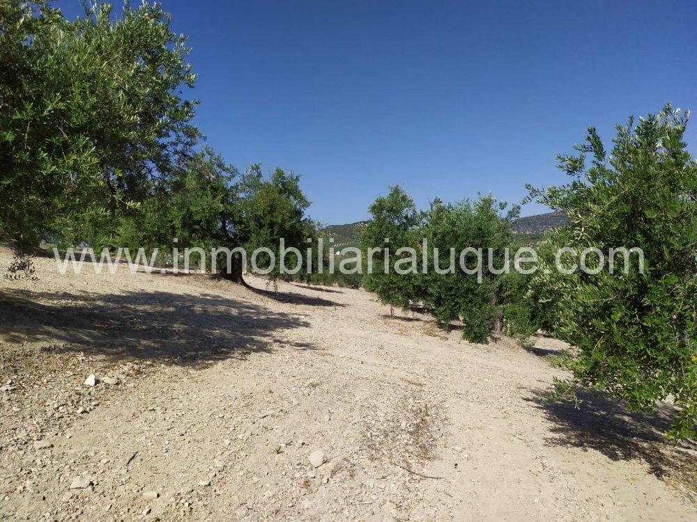 OLIVAR EN VENTA ZONA ORODUZ OLIVAR EN VENTA ZONA ORODUZ