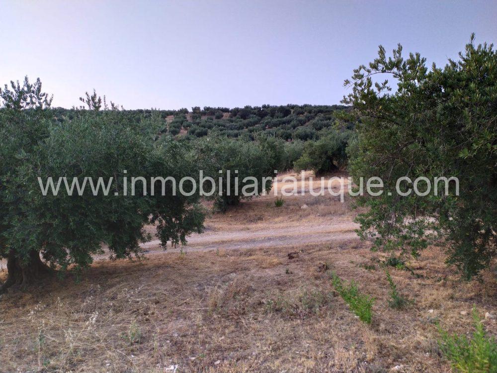 OLIVAR EN VENTA ZONA QUEJIGAL OLIVAR EN VENTA ZONA QUEJIGAL