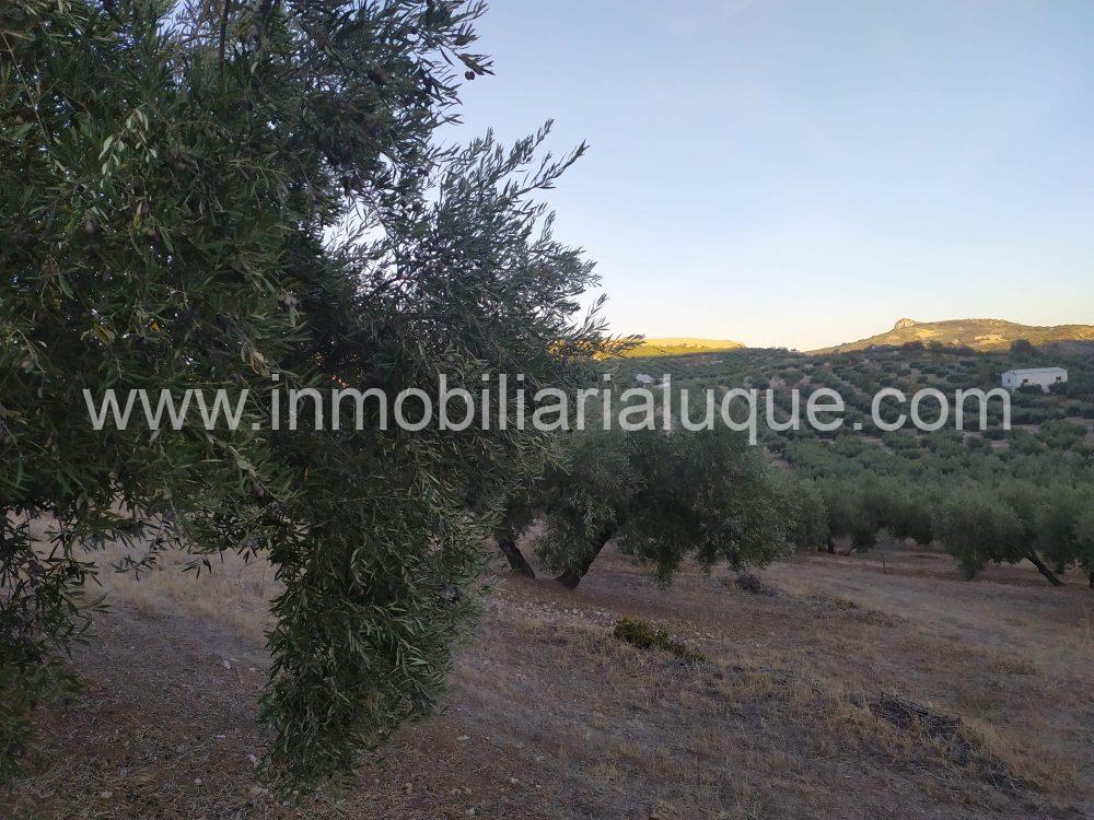 OLIVAR EN VENTA ZONA FUENTE REINA OLIVAR EN VENTA ZONA FUENTE REINA